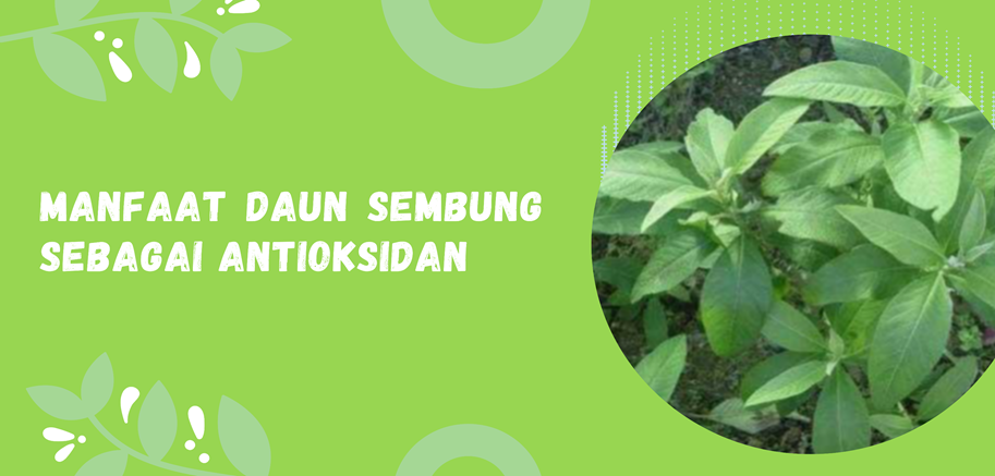 Manfaat Daun Sembung Sebagai Antioksidan